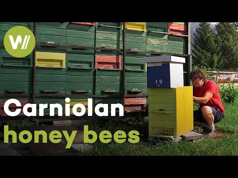 Видео: Возрождение краинских пчёл и восстановление их уникальных ульев | Master of Bees (Словения)
