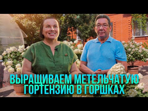 Видео: Выращиваем метельчатую гортензию в горшках