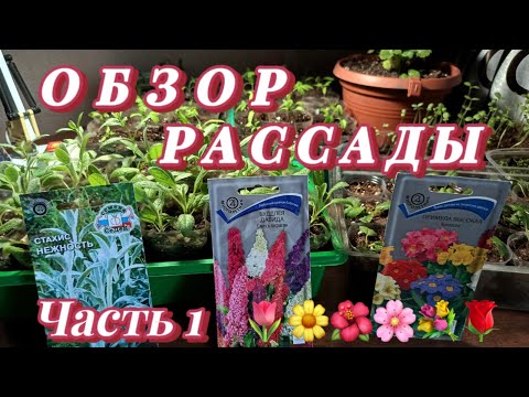 Видео: ОБЗОР РАССАДЫ 🌷🏵🌺🌸💐🌹