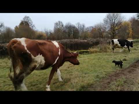 Видео: КАК ЗАПУСТИТЬ КОРОВУ? СУХОСТОЙНЫЙ ПЕРИОД ОЧЕНЬ ВАЖЕН!ВОВРЕМЯ ЗАПУСТИТЬ КОРОВУ-ЗАЛОГ ХОРОШЕГО УДОЯ!
