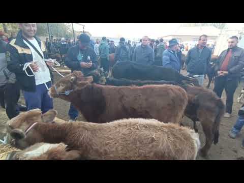 Видео: 2 ноября 2025 г.