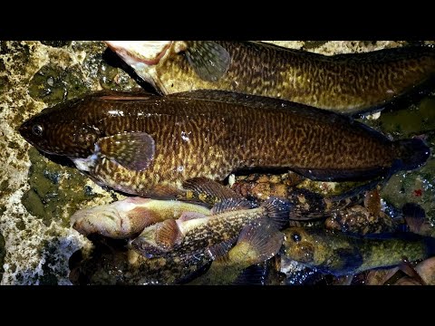 Видео: Ночная ловля НАЛИМА и БЫЧКА в Черном море зимой.