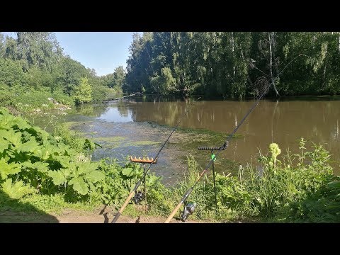 Видео: Речные караси и разведка карповых мест. Река Свислочь