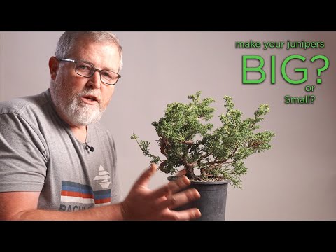 Видео: Стоит ли выращивать можжевельник в стиле маме или шохин-бонсай?