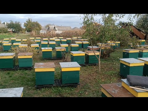 Видео: Формуємо гнізда.