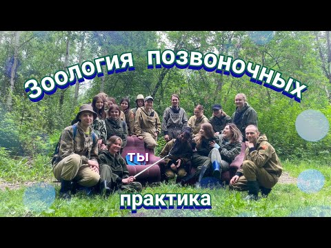 Видео: ПРАКТИКА биологов БИ ТГУ по Зоологии позвоночных / Веду свадьбу / Экстрасенс биолог / Лесная сказка