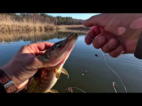 Видео: Окунь на Стоході: риболовля зі спінінгом