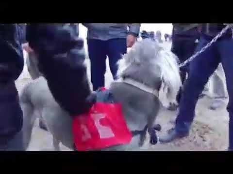 Видео: Бурганак