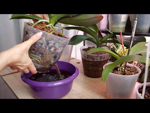 Видео: После пересадки орхидей корни не теряем. Перелив или засушили | Продолжение по слабым орхидеям.