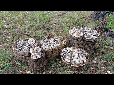 Видео: СБОР ГРИБОВ В СОСНОВОМ ЛЕСУ. МОЙ УРОЖАЙ 2025 ГОДА.