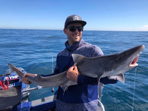 Видео: Мармеладные акулы!!!