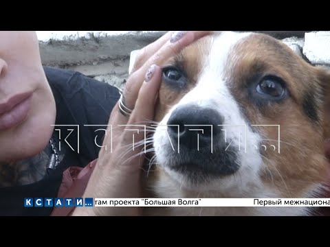 Видео: Хозяйка приюта для собак стала выкидывать животных из окна 5 этажа