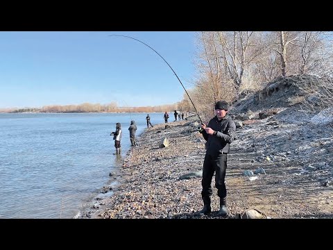 Видео: Ох и рыбаков собралось! В ЭТОМ МЕСТЕ ВСЕГДА ЕСТЬ РЫБА! Судак, Окунь, Лещ на спиннинг