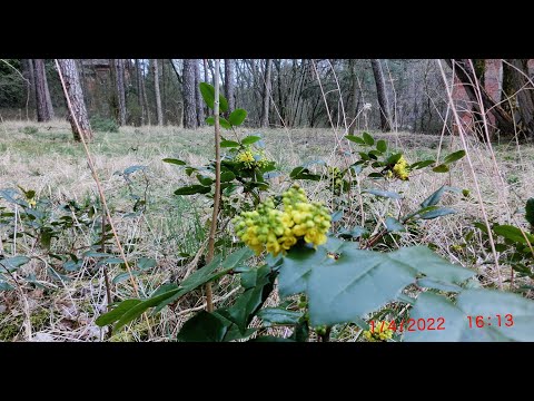 Видео: ГСВГ.Ютербогский госпиталь.Въезд на территорию со стороны Neues Lager. 1.04.2022