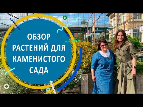 Видео: Растения для каменистого сада