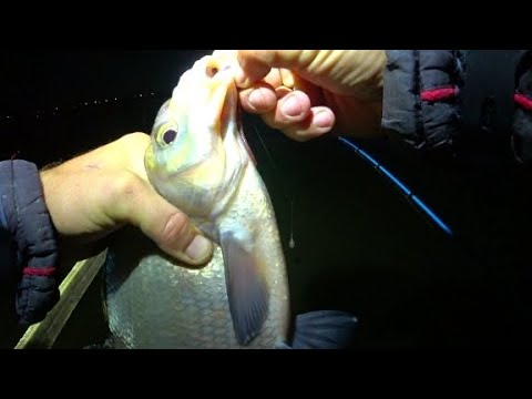 Видео: КРУПНЯК РАЗМЕРОМ С ЛОПАТУ ГЛОТАЮТ КРЮЧКИ ЦЕЛИКОМ! РЫБАЛКА НА ЗАКИДУШКИ