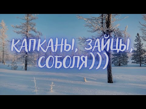 Видео: ОХОТА НА СОБОЛЯ. Серия № 10. Проверяю путики #на соболя