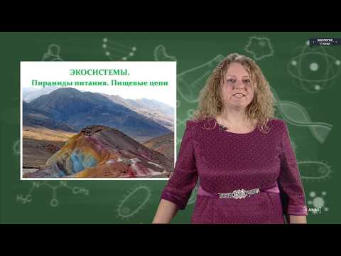 Видео: Биология - 11 класс - Экосистема. Пирамида пищевой цепи