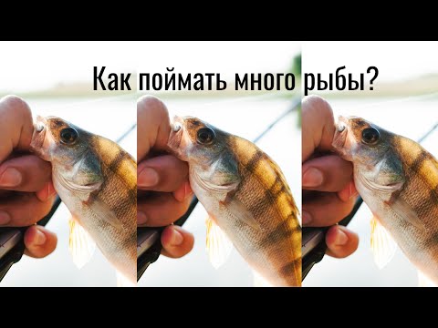 Видео: Как поймать много рыбы? Мормышинг на большой реке