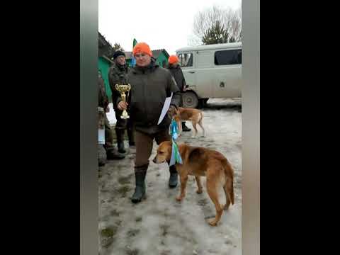 Видео: Тернопільські обласні зманання гончаків