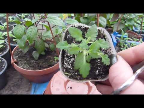 Видео: Формирую вербену ампельную