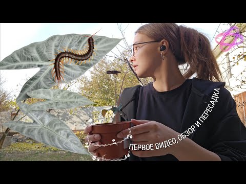 Видео: ЧТО БЫЛО В КОРНЯХ АЛОКАЗИИ? 😲 обзор и пересадка