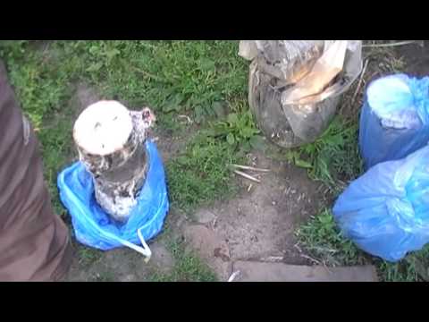 Видео: высадка грибов на пнях в августе