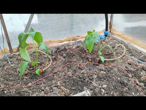 Видео: Греющий кабель в теплицу (long version)