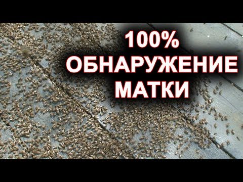 Видео: Как найти матку. 100% способ убрать матку из семьи.