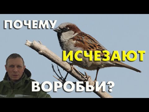 Видео: Почему исчезают домовые воробьи? 8 гипотез / Репортаж орнитолога
