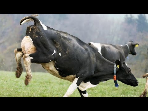 Видео: Часть 3. КЕТОЗ -профилактика и лечение.