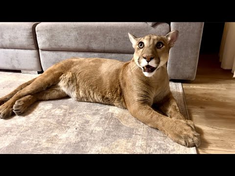 Видео: Месси был рад как ребёнок, когда вернули его ковёр! Сколько эмоций!!!