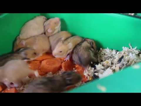 Видео: Уборка в клетке Мандаринки