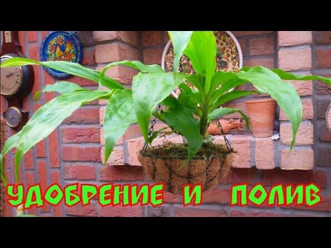 Видео: Орхидея CHYSIS  в сентябре