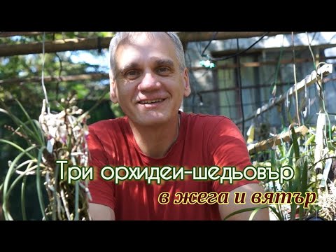 Видео: Три орхидеи-шедьовър в жега и вятър