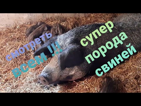 Видео: Опорос свиноматки, супер-поросята !!!
