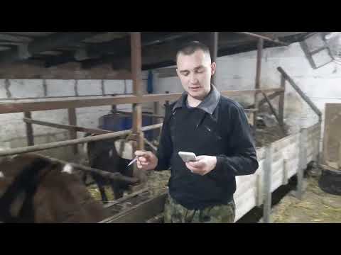 Видео: Вес наших бычков в 4 месяца