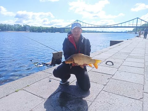 Видео: #рыбалкафидер#    Рыбалка на фидер в городе.  Подол.Набережная.Карп-сазан . Июль 2022.