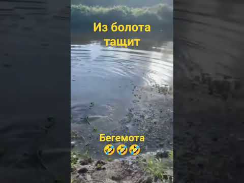 Видео: из болота тащит монстра#shorts