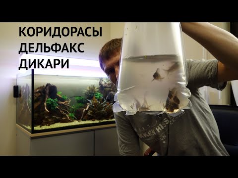 Видео: Аквариум полгода без подмен. Дикие коридорасы Дельфакс и Брохис Изумрудный