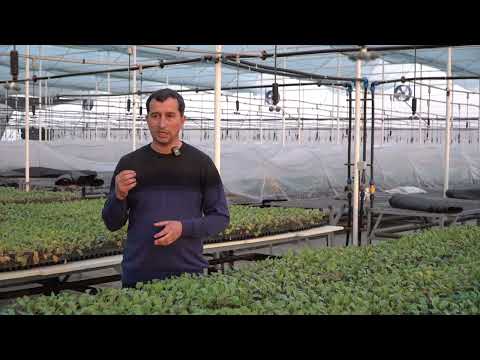 Видео: Мо омодаем барои Шумо кӯчатҳои лозимаро таёр кунем. #SOHAI_KISHOVARZI