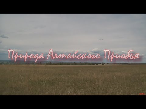 Видео: Природа Алтайского Приобья
