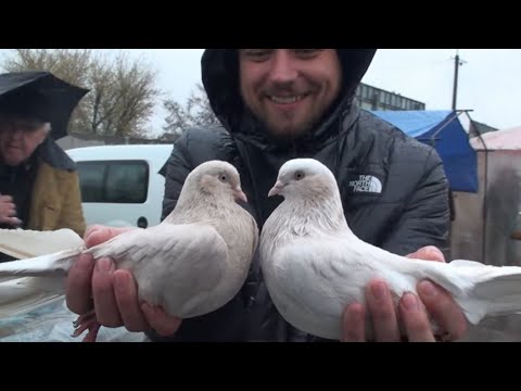 Видео: Придбали Кіровоградських майонезних на ярмарку