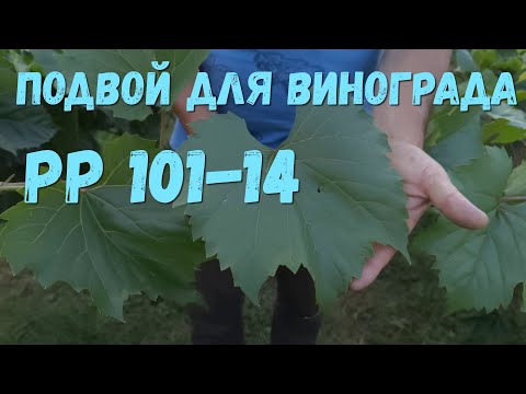 Видео: Подвой для винограда ( Riparia х  Rupestris) РР 101-14.
