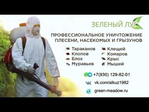 Видео: Обработка от клопов | Вышний Волочëк