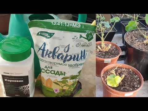 Видео: Полив обрезанных пеларгоний.