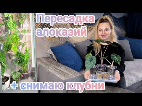 Видео: Пересадка алоказий Мело, Юкатанская принцесса и Блэк вельвет/снимаю большие клубни