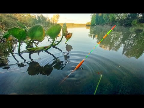 Видео: ЗАКИНУЛ УДОЧКУ В ЗАЛИВ И... РЫБАЛКА НА ПОПЛАВОК В СЕНТЯБРЕ