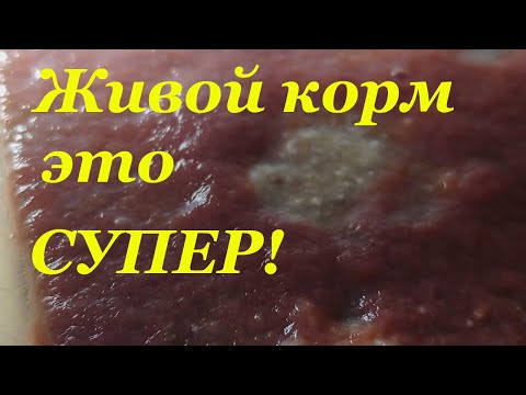 Видео: Как и чем я кормлю рыбок на разводне Корма для аквариумных рыб Живой корм