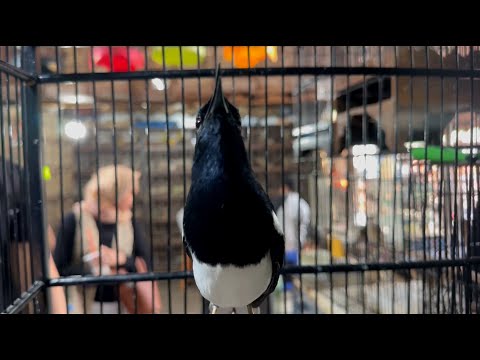 Видео: Индонезия қуш бозори-Птичий рынок Индонезии